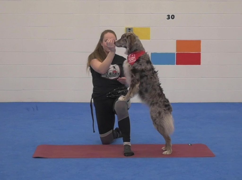 Doga Dog Yoga