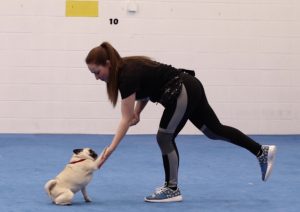 Dog Workout