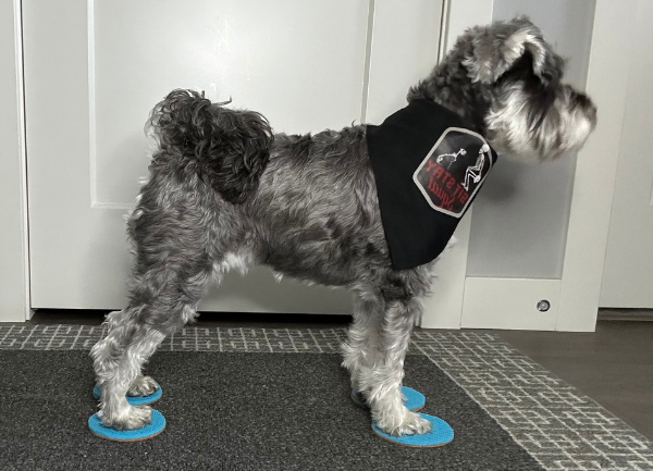 Dog coordination body awareness
