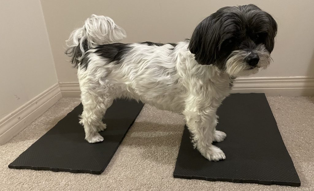 Dog Target Training