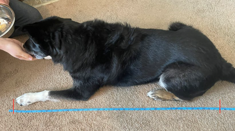 Canine Conditioning Platform Sizing