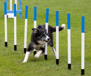 <p>
  <img src="DogAgility" alt="">
  <strong>Dog Agility:</strong> ...
</p>