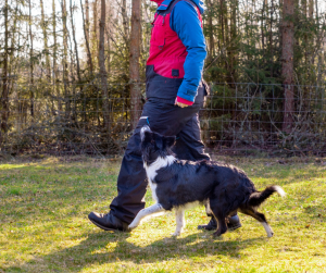 <p>
  <img src="dogheeling" alt="">
  <strong>Dog Heeling:</strong> ...
</p>