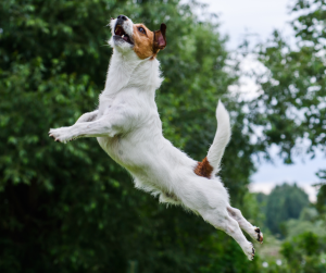 <p>
  <img src="dogjumping" alt="">
  <strong>Dog Jumping:</strong> ...
</p>