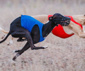<p>
  <img src="racingdog" alt="">
  <strong>Racing Dog</strong> ...
</p>