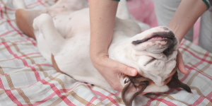 canine massage therapy relaxation