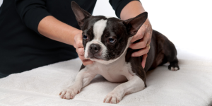 canine massage therapy muscular tension