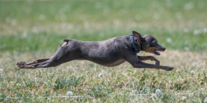 <a href="https://www.w3.org/">
  <img src="w3c.png" alt=""> Canine Athlete Massage
</a>