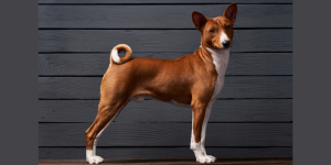 <a href="https://www.w3.org/">
  <img src="w3c.png" alt=""> Dog Posture
</a>