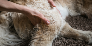 <a href="https://www.w3.org/">
  <img src="w3c.png" alt=""> Dog Flexibility Massage
</a>