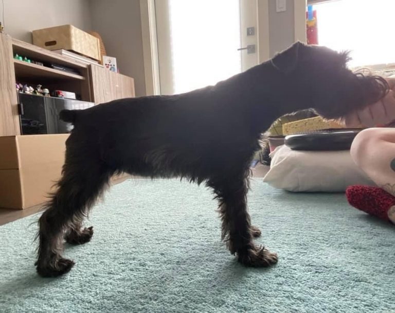After Canine Fitness