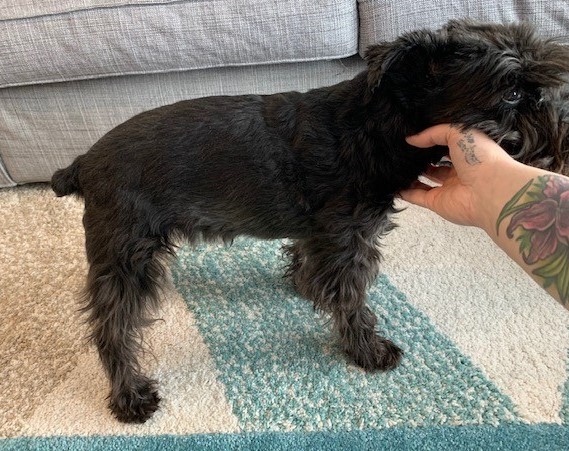 Before Canine Fitness