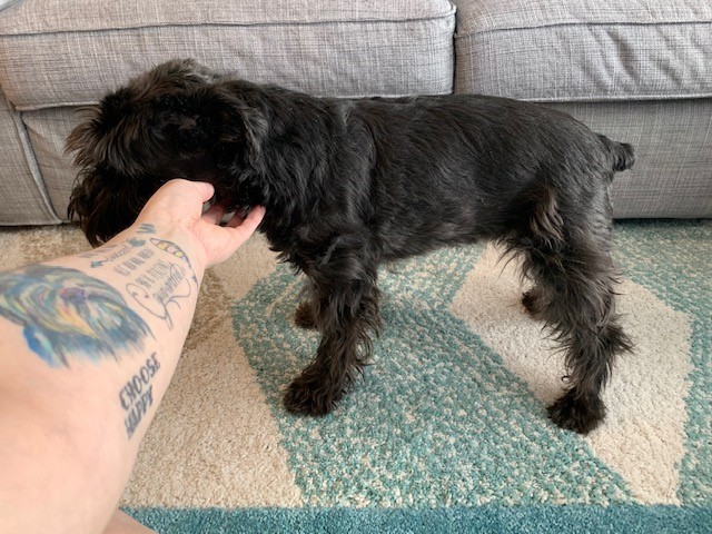 Before Canine Fitness