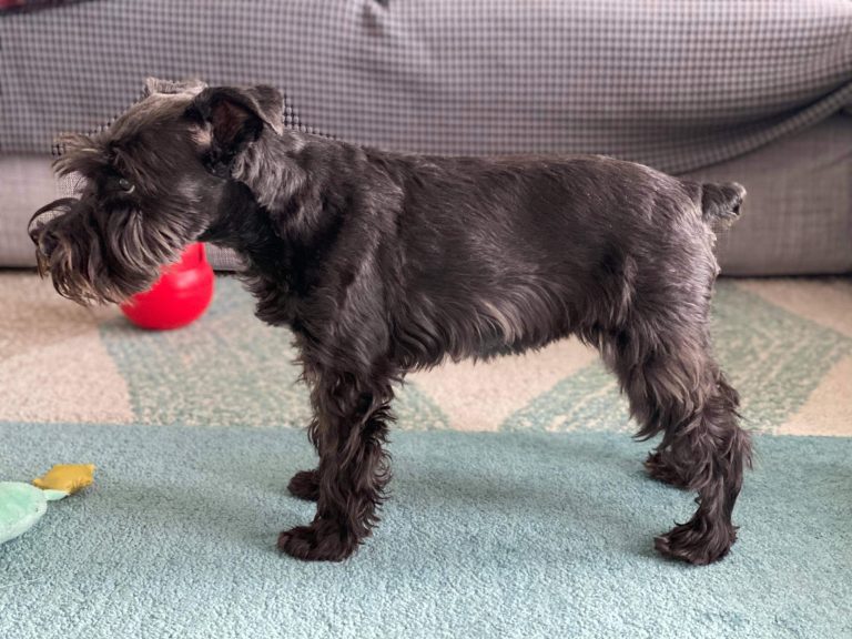 After Canine Fitness