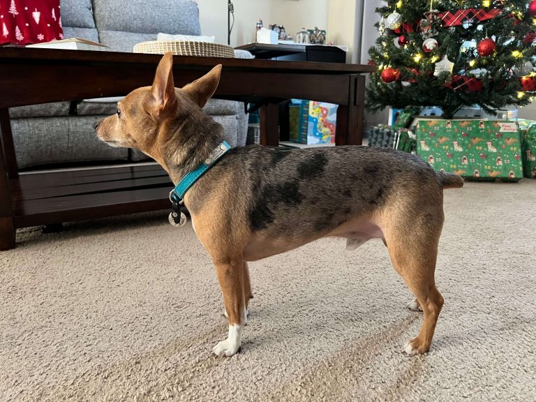 After Canine Fitness