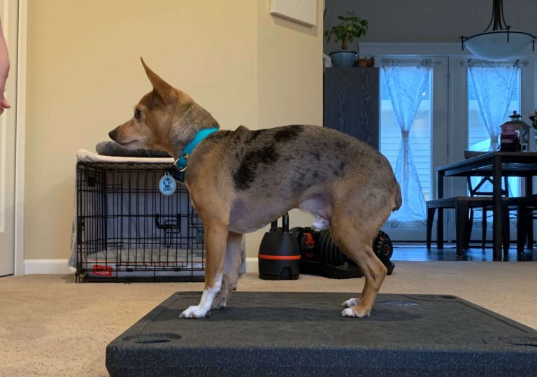 Before Canine Fitness