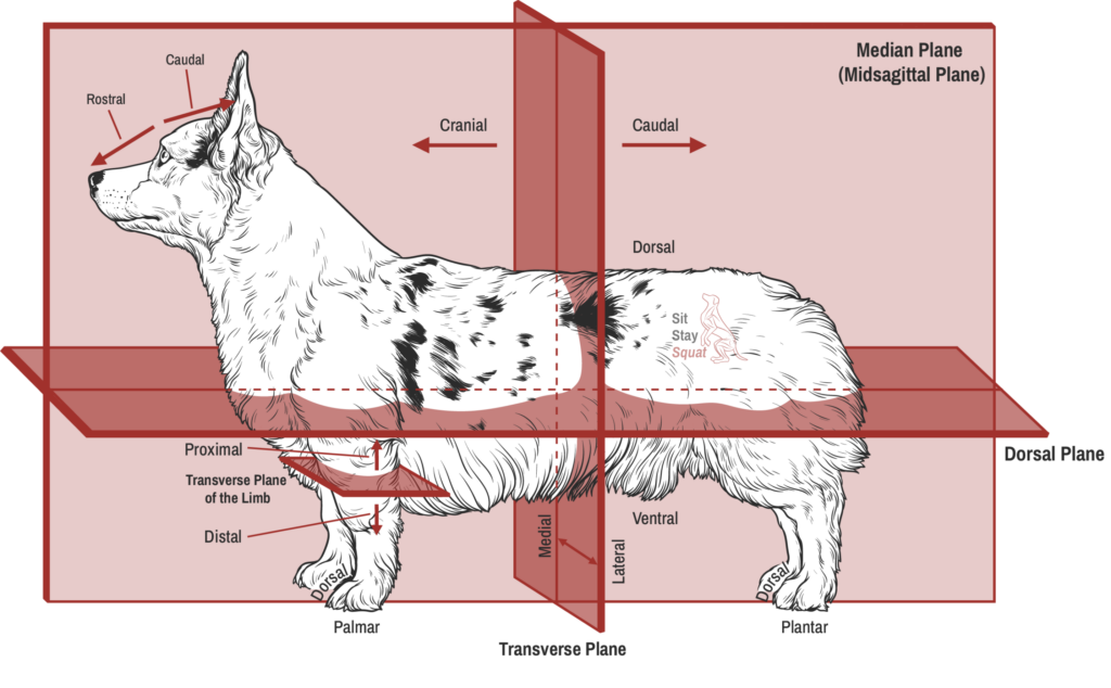 Canine Anatomical Planes