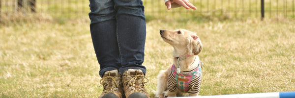 Dog Sport Cool Down Canine Stretches