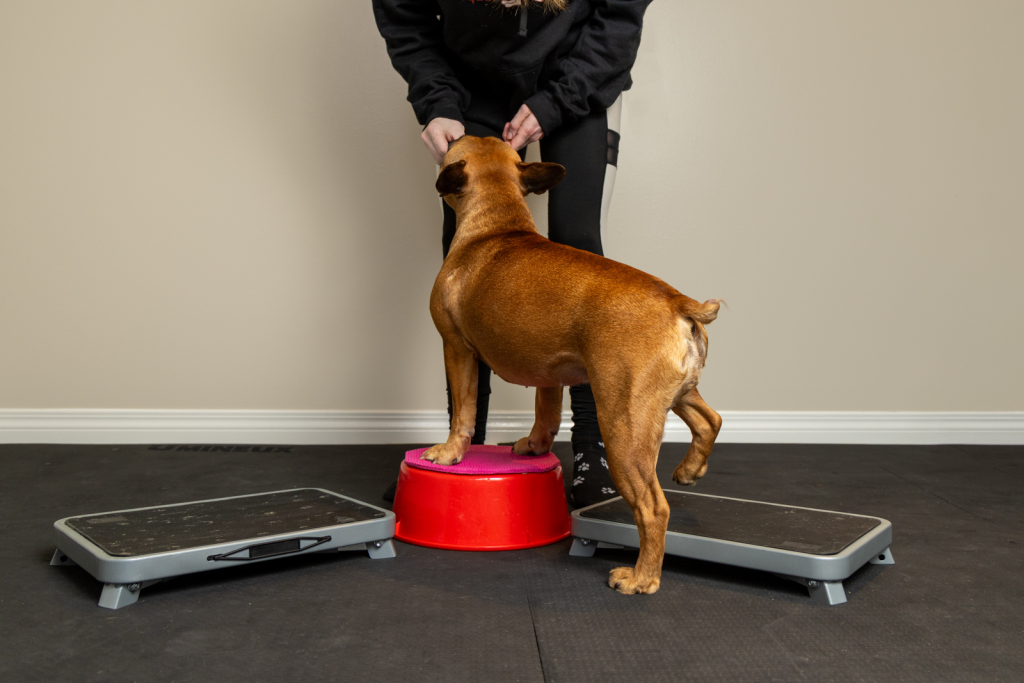Canine Conditioning Pivot Step Up