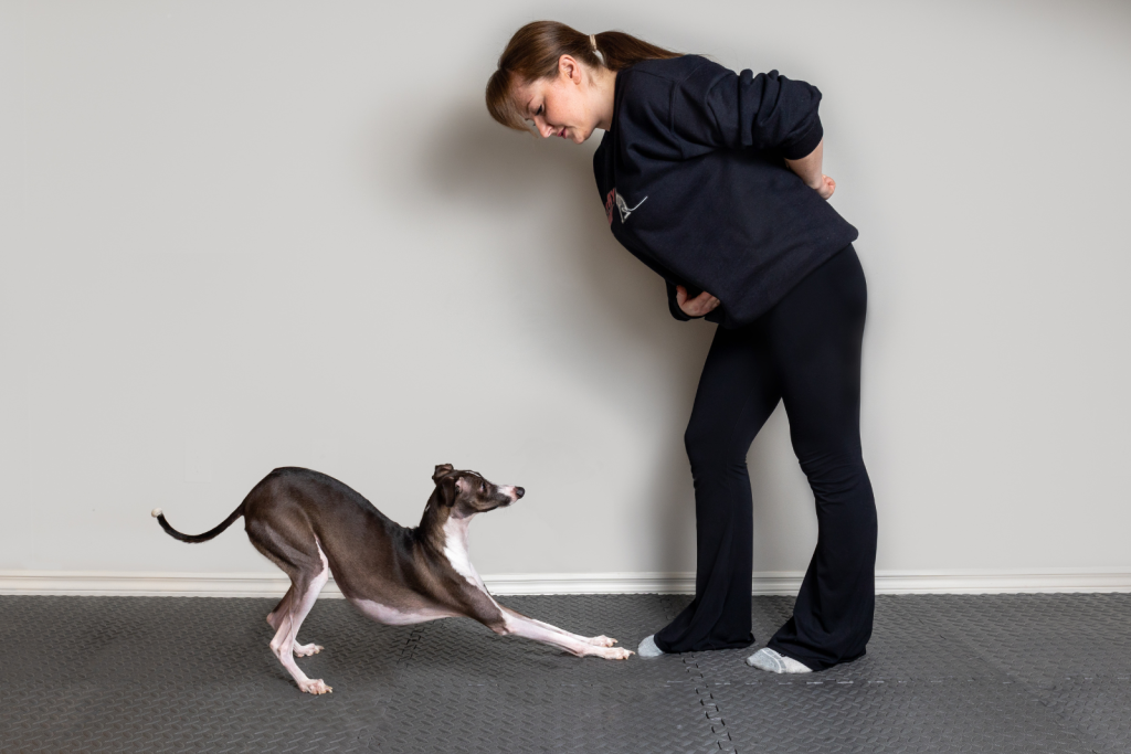 Canine Fitness Bow