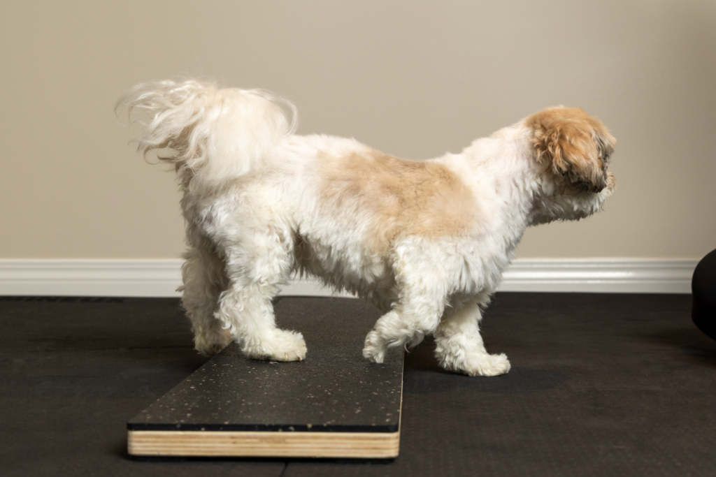 Canine Fitness Training