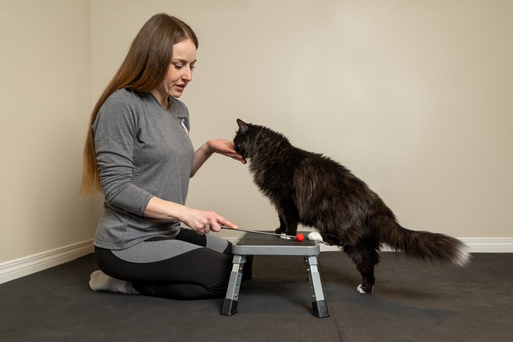 feline fitness 