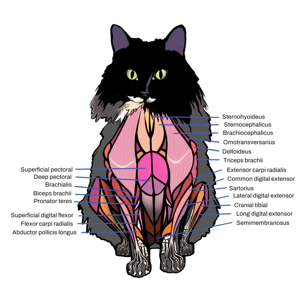 Feline cranial musculature