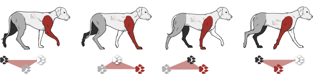 Cartoon dog image showing amble