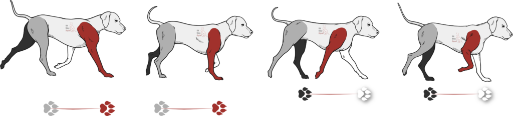 Cartoon dog image showing pace