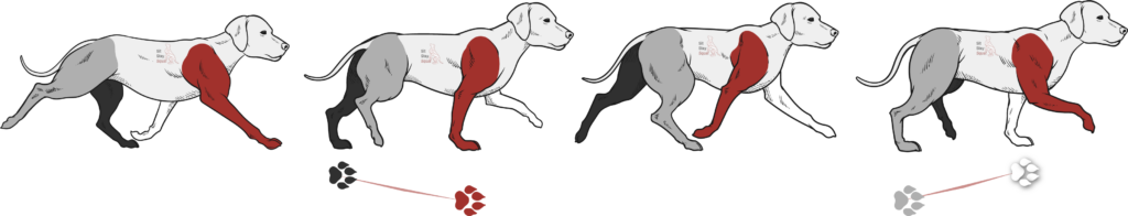 Cartoon dog image showing suspended trot