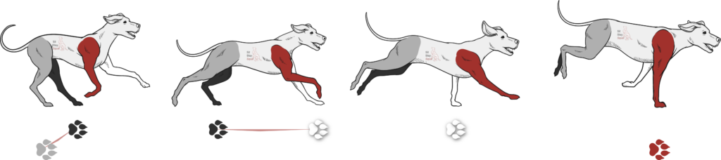 Cartoon dog image showing rotary canter