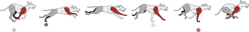 Cartoon dog image showing rotary gallop