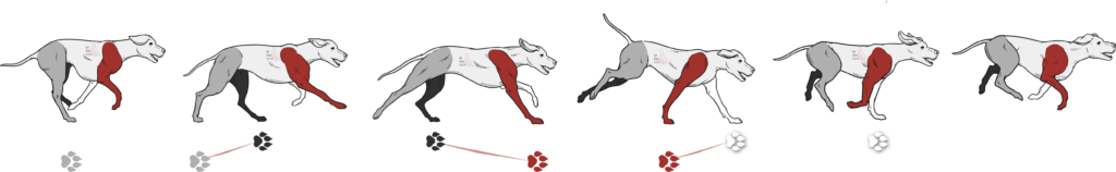 Cartoon dog image showing transverse gallop