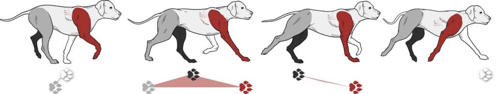 Cartoon dog image showing transverse canter