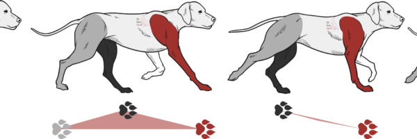 Cartoon dog image showing transverse canter