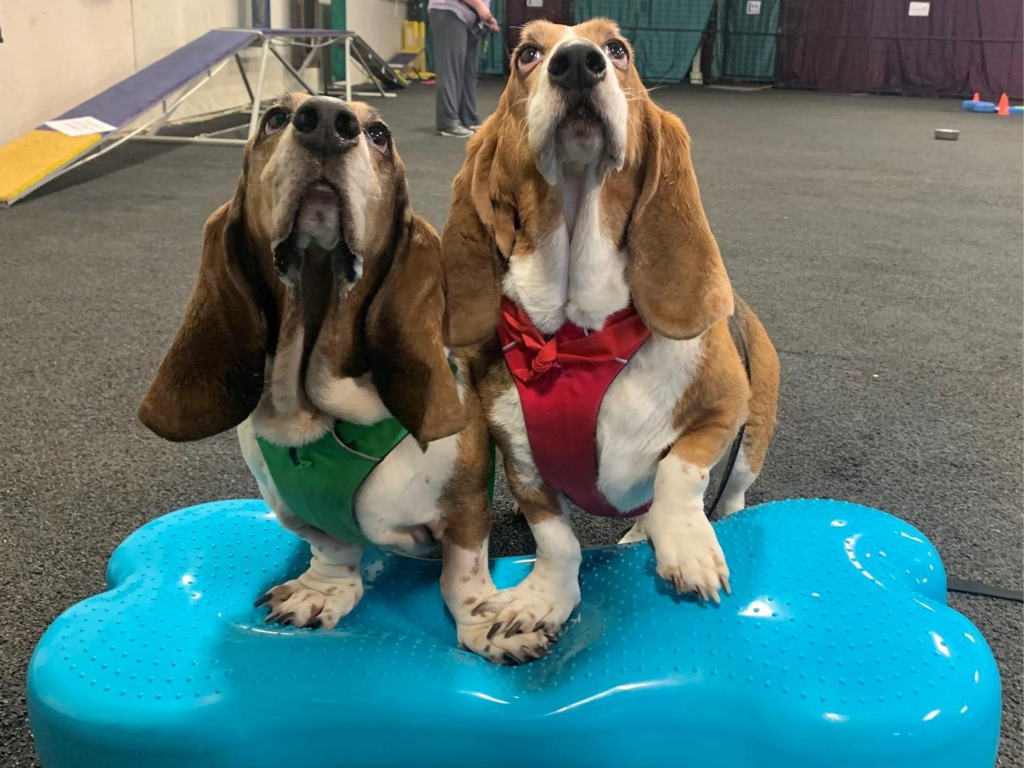 Basset Hounds