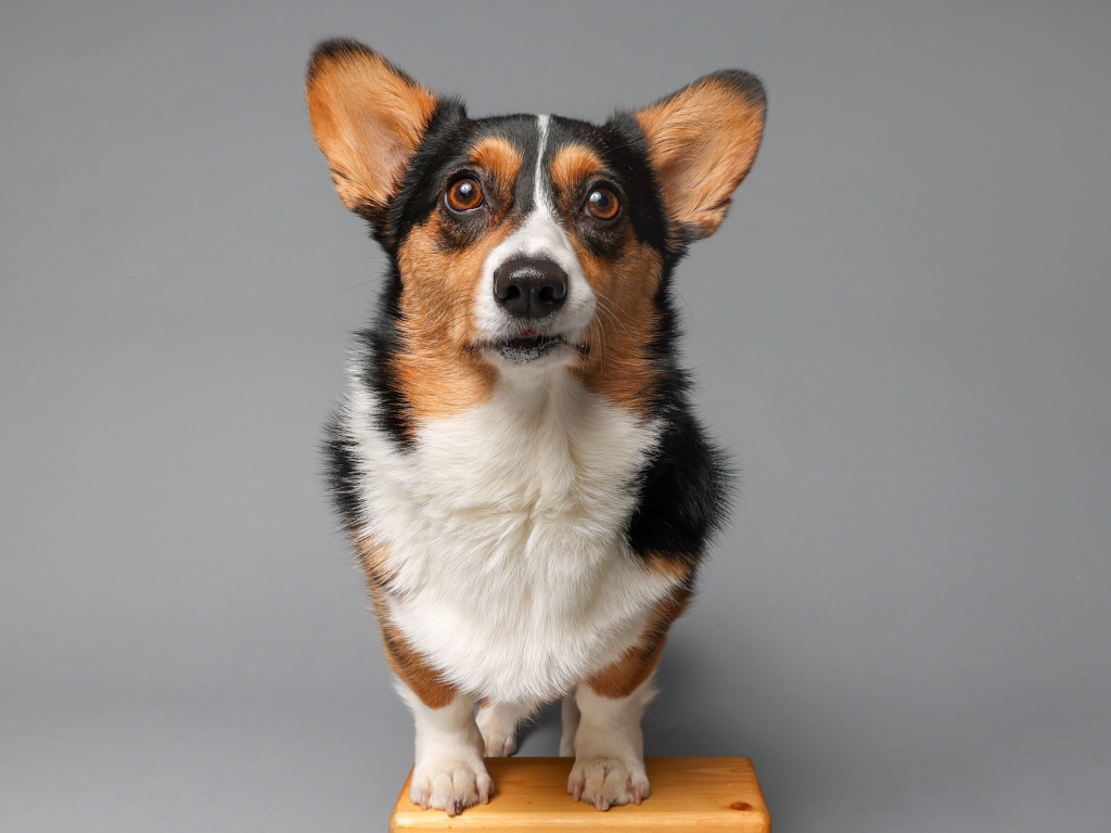 Corgi
