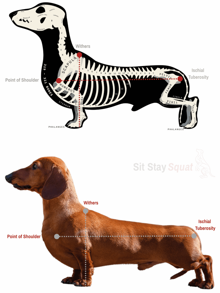 Dachshund Height x Length