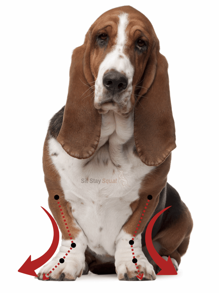 CDPA Basset Hound
