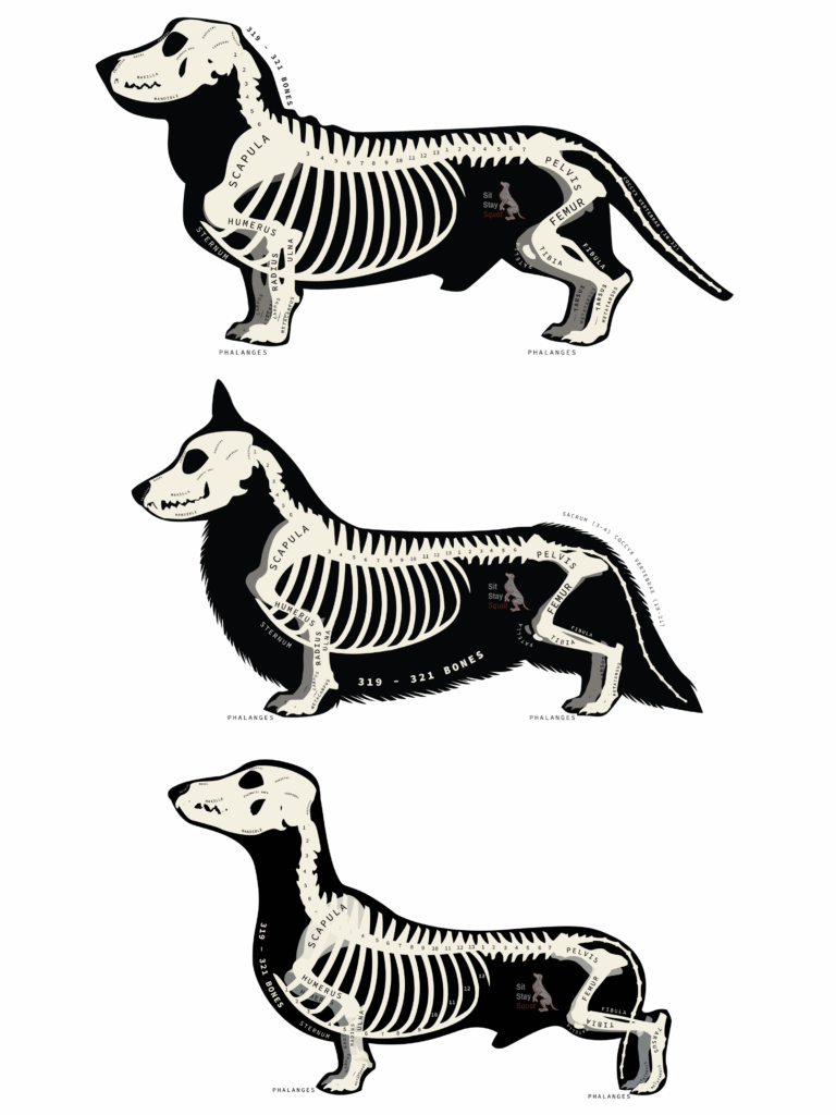Dwarf Dog Skeletons