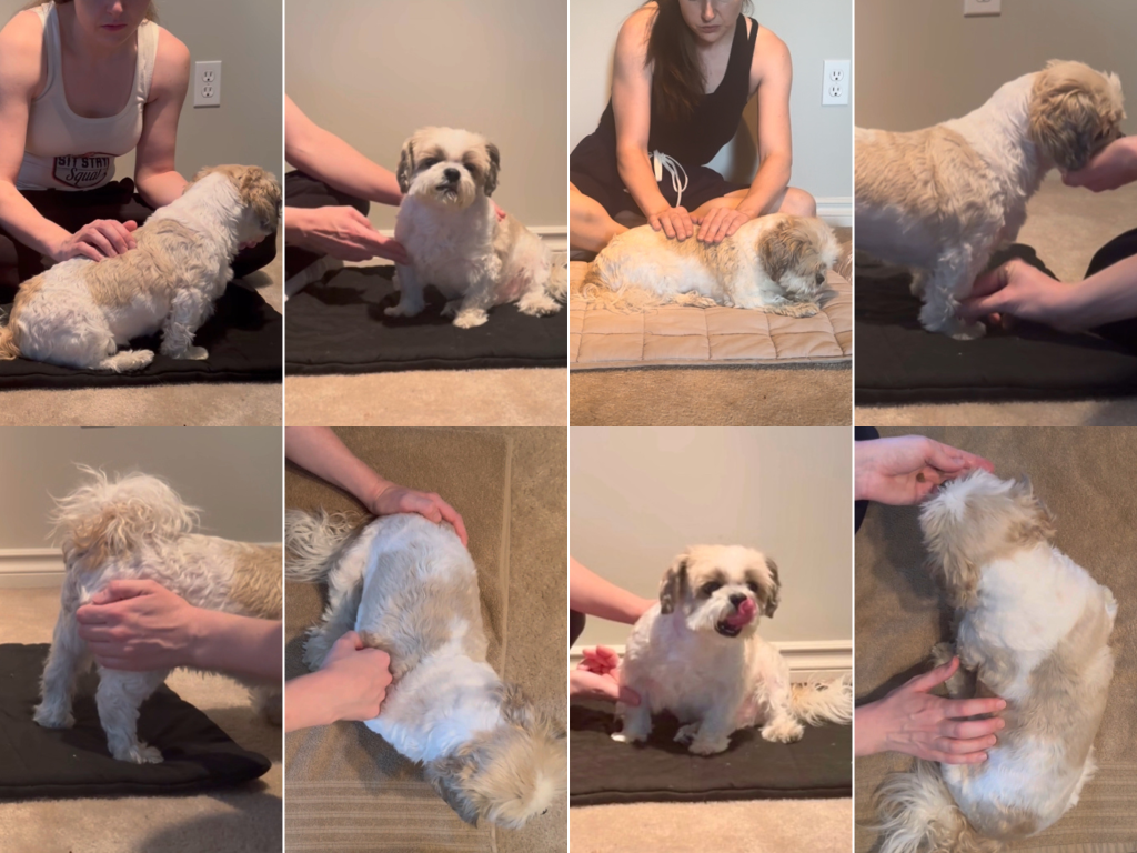 Dog Massage