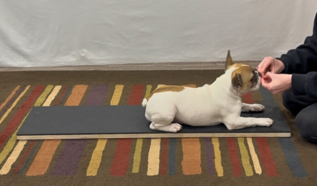 Platforms for Canine Fitness