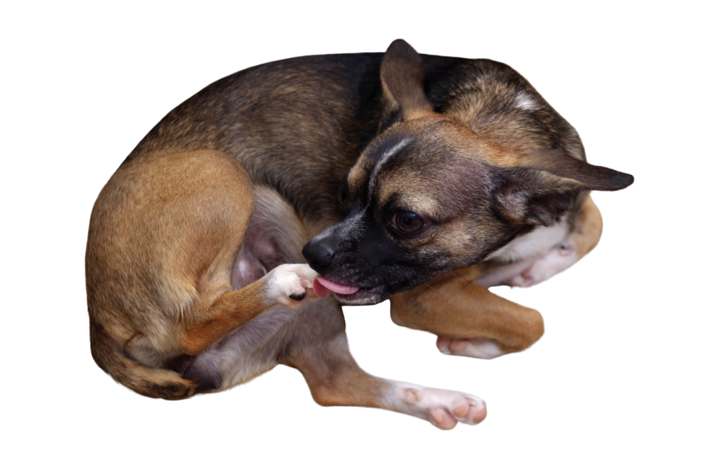 Canine Arthritis Symptoms