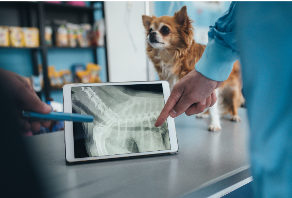 Canine Arthritis Diagnosis