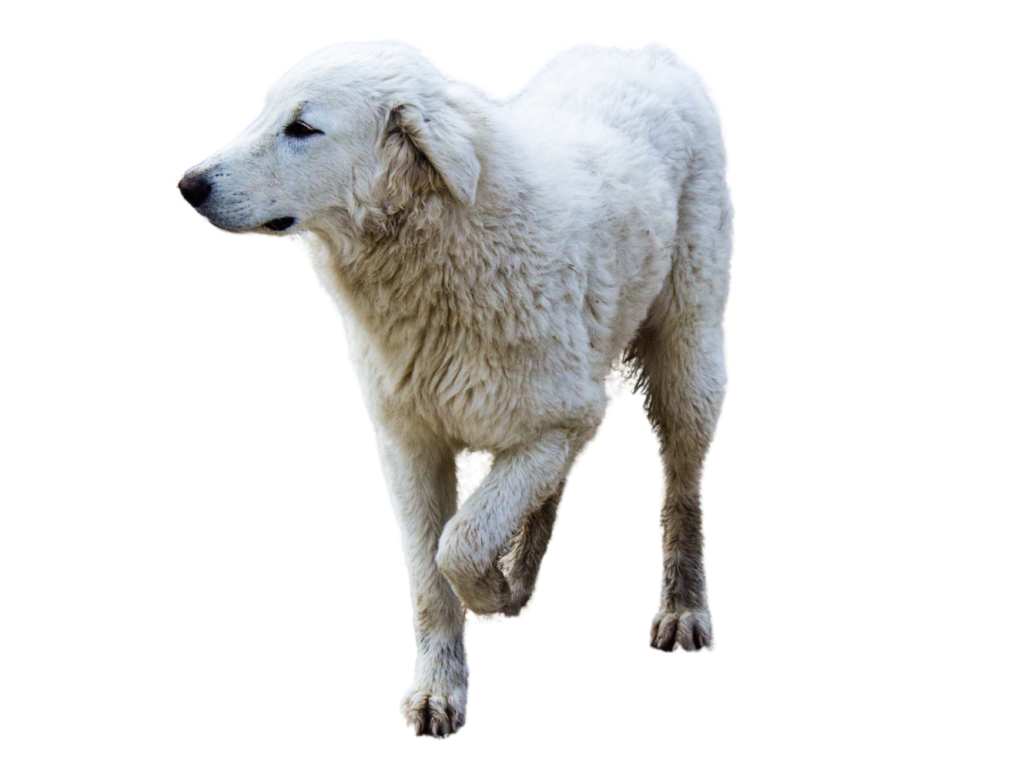 Canine Pain