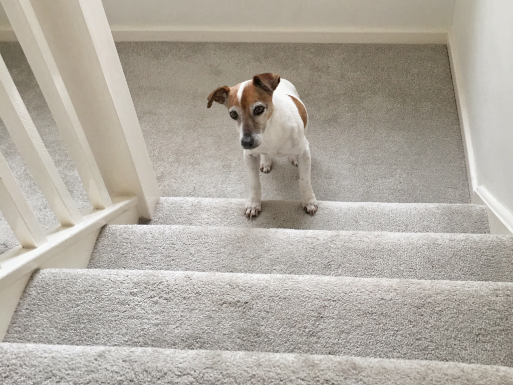 Dog Stairs