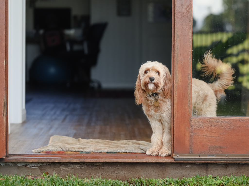 Dog Door