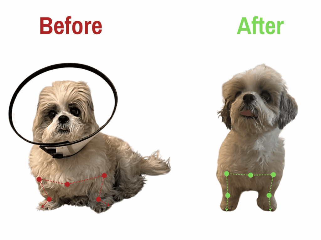 Shih tzu Before and Afte