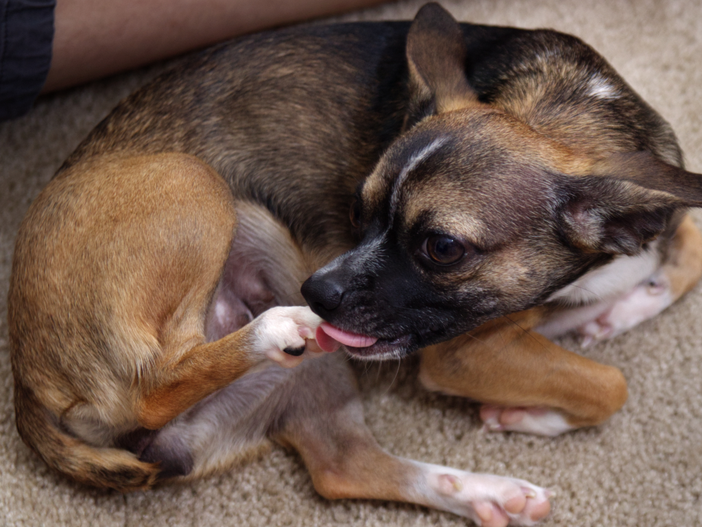 Dog Biting Pain