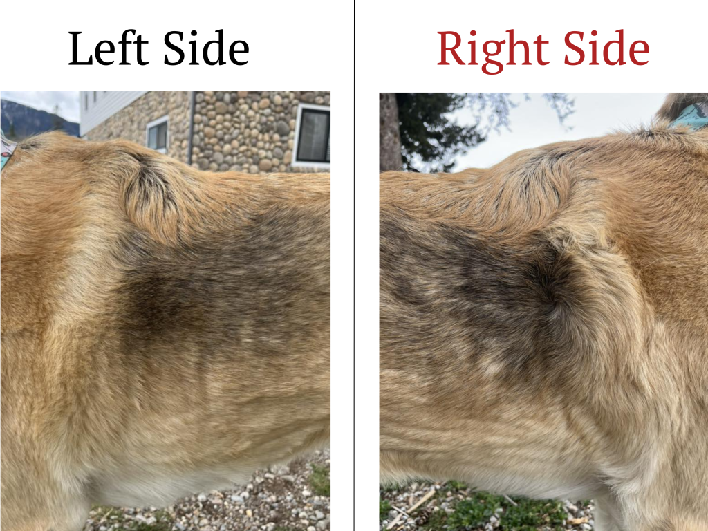 Dog Coat Changes Pain
